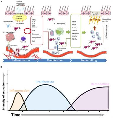 Deciphering Reparative Processes in the Inflamed Dental Pulp